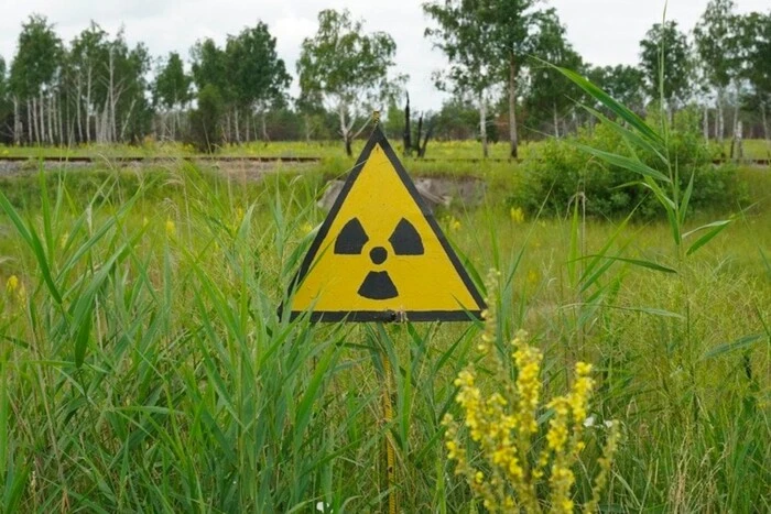 Unique Cows Live in the Chernobyl Zone