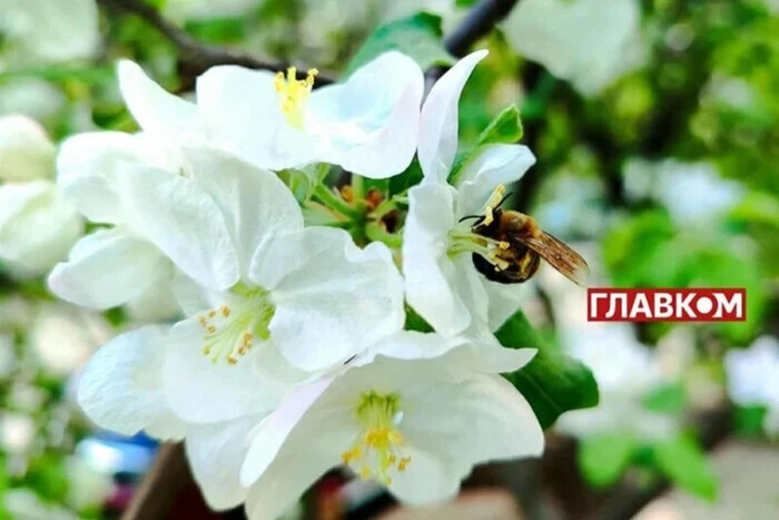 Miejscami deszcze i do +17°: prognoza pogody na 14 maja
