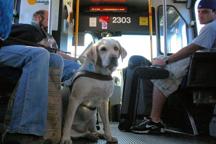Rząd zatwierdził nowe zasady przewozu zwierząt w autobusach