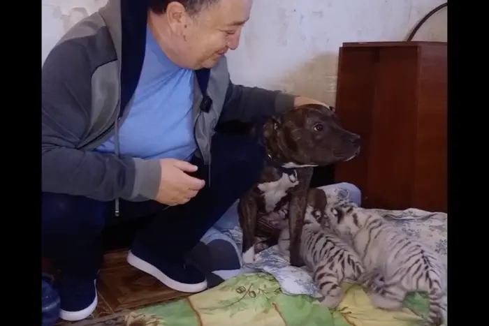 Im Ökopark in Charkiw hat ein Hund die Aufsicht über die Tigerbabys übernommen, von denen die Mutter sich zurückgezogen hat