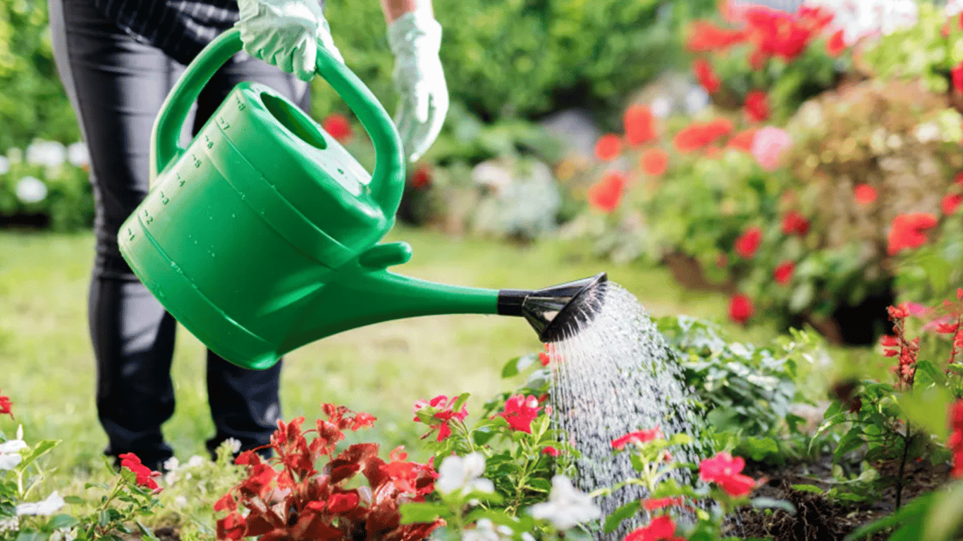 Wie man Blumen in der Hitze gießt, ohne sie zu beschädigen — Tipps